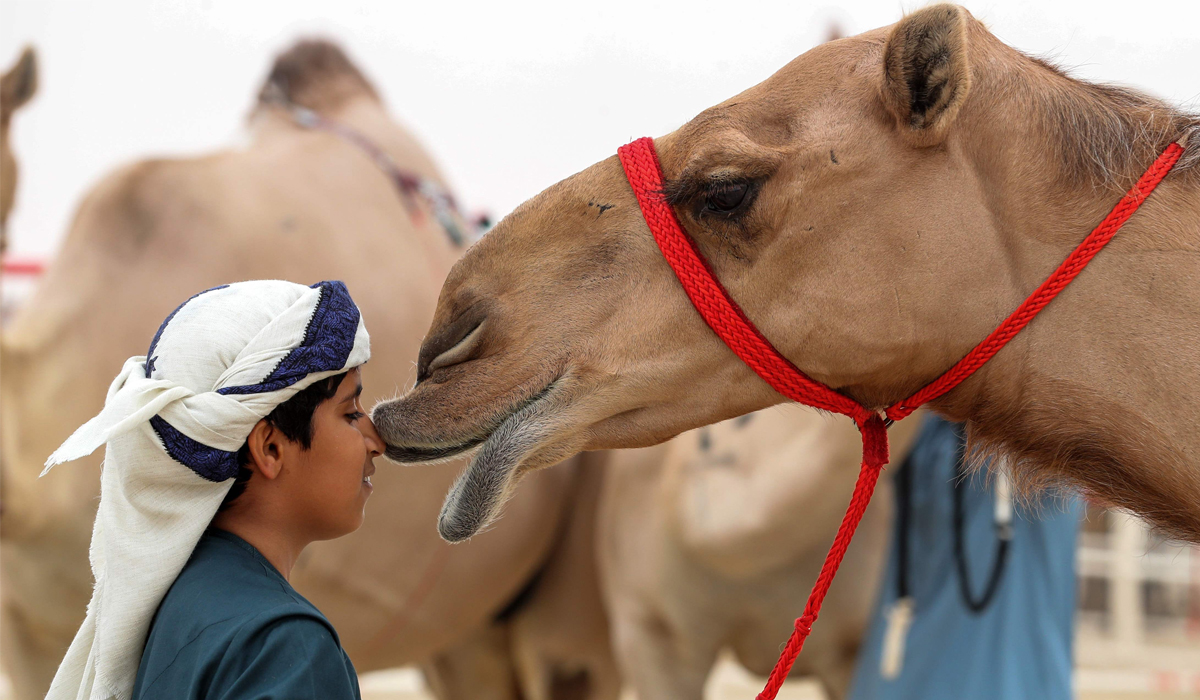 Camels
