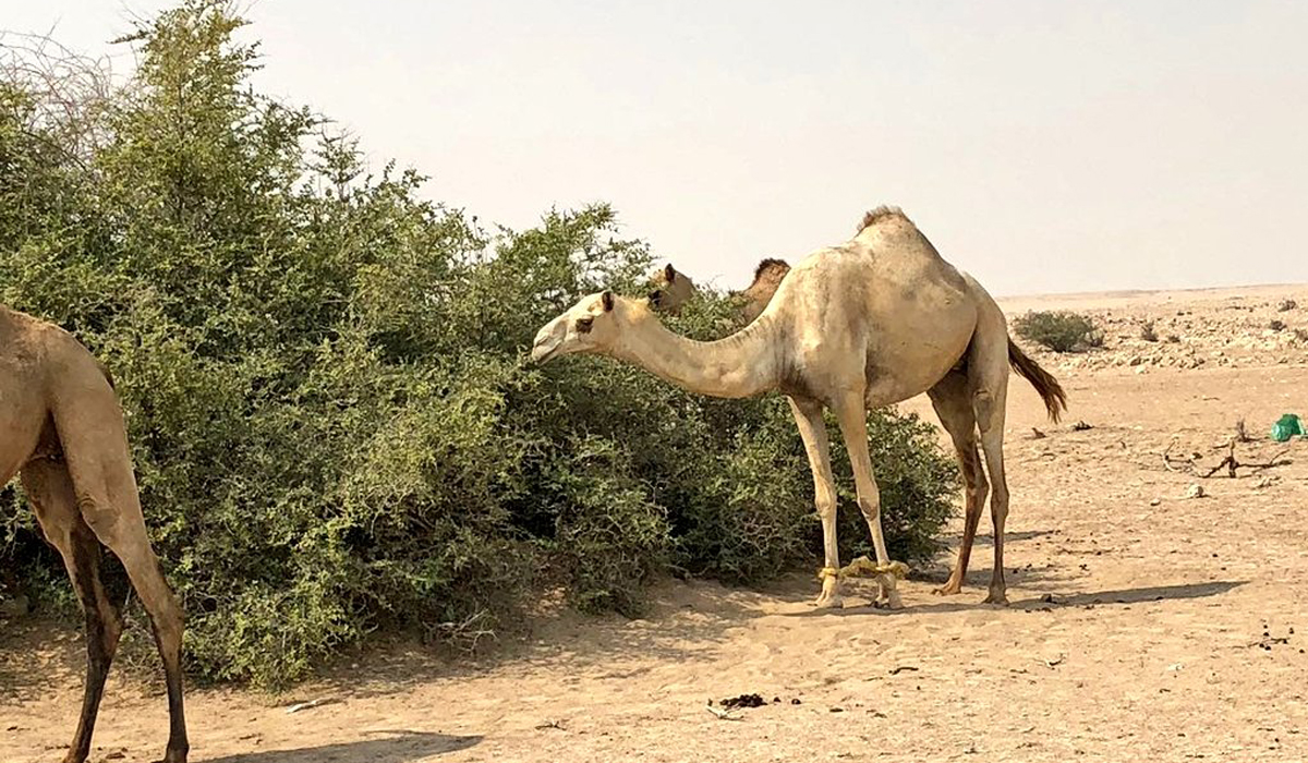 Camels
