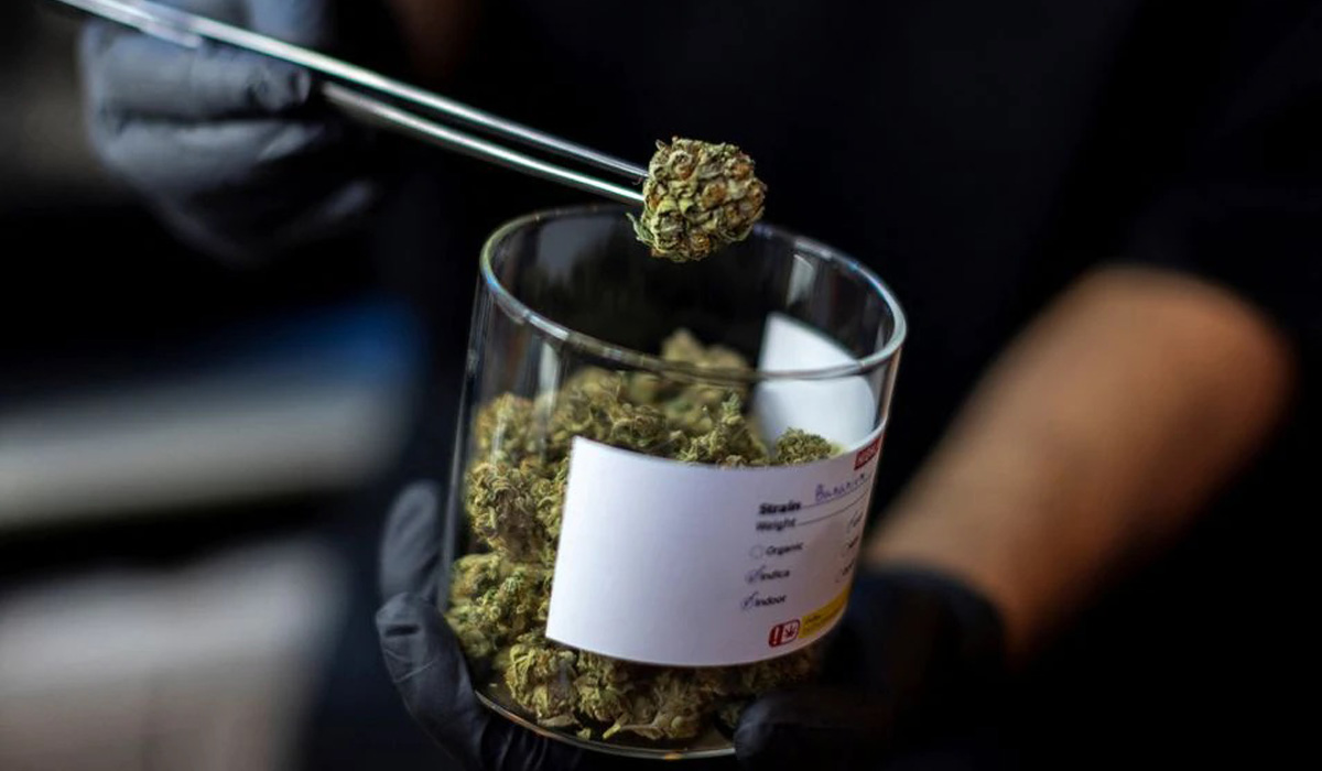 Cannabis