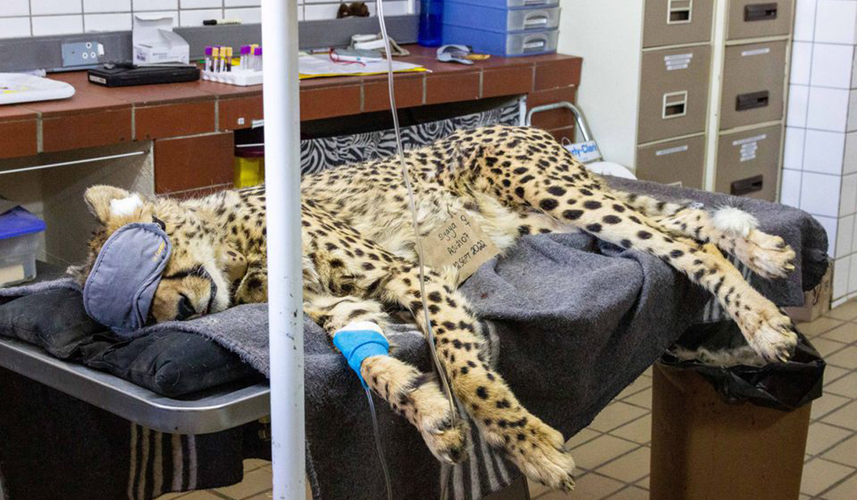 Cheetah