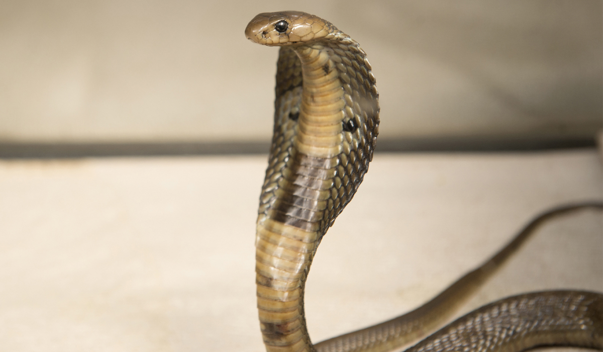 Cobra