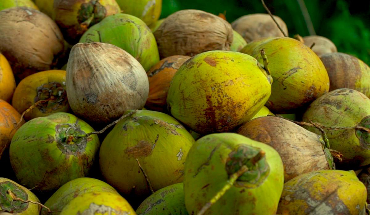Coconuts