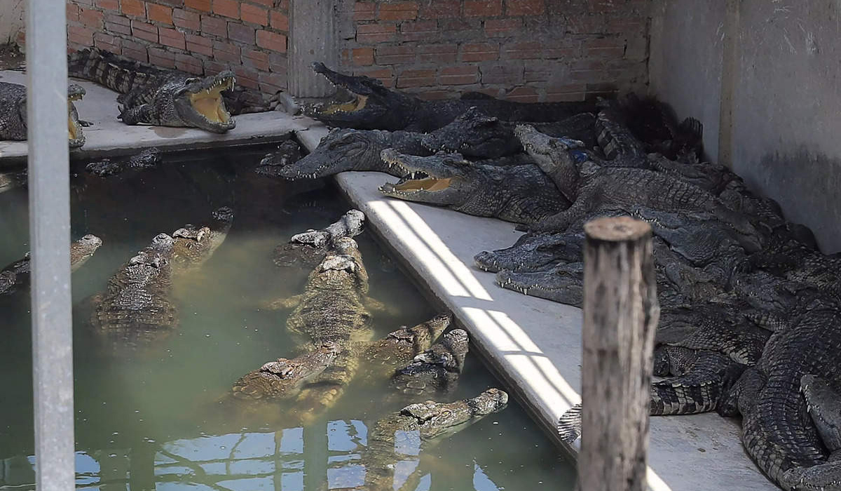 Crocodiles