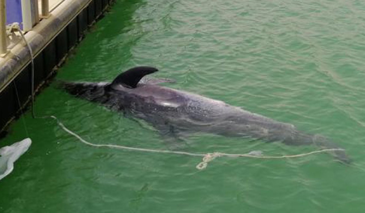 Dolphin