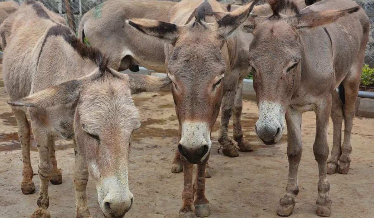 Donkeys