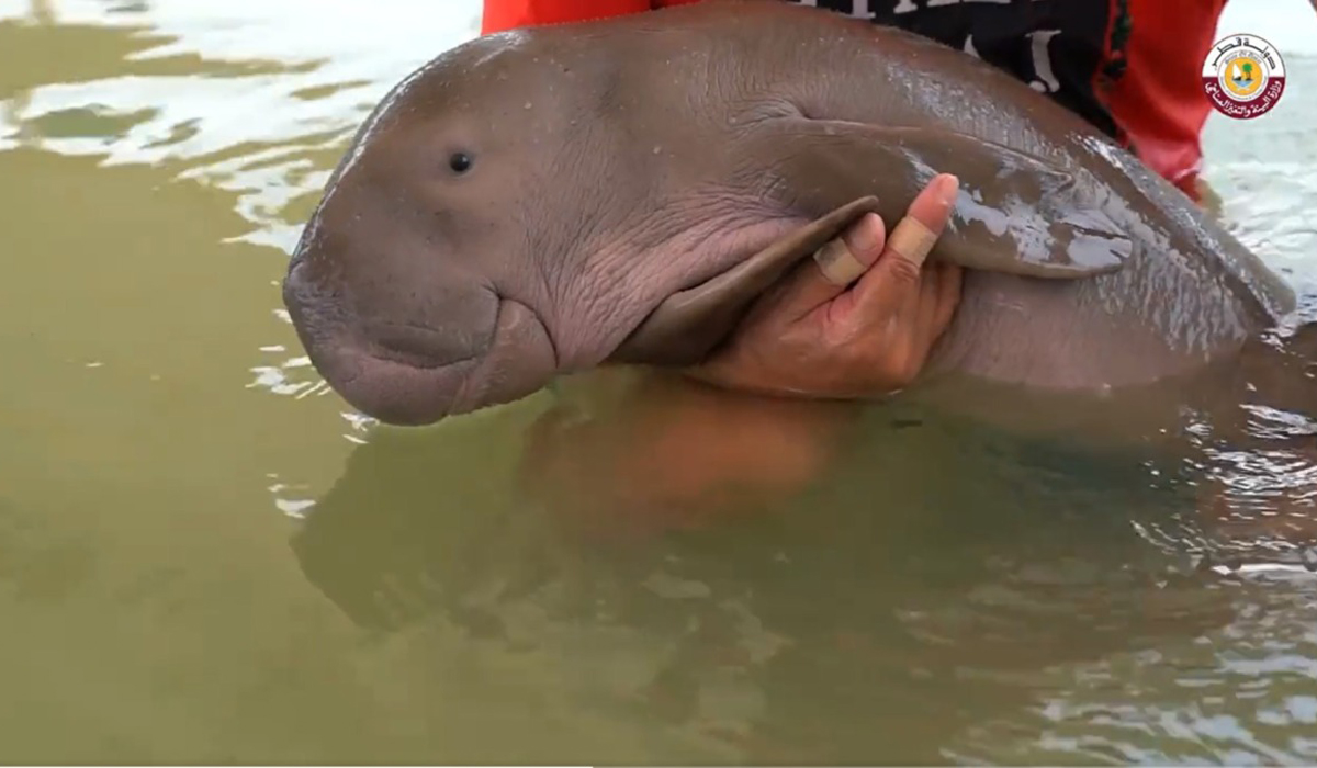 Dugong