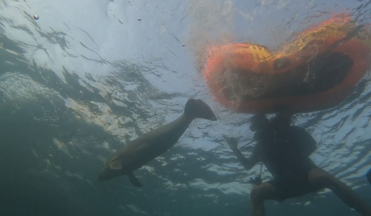 Dugongs