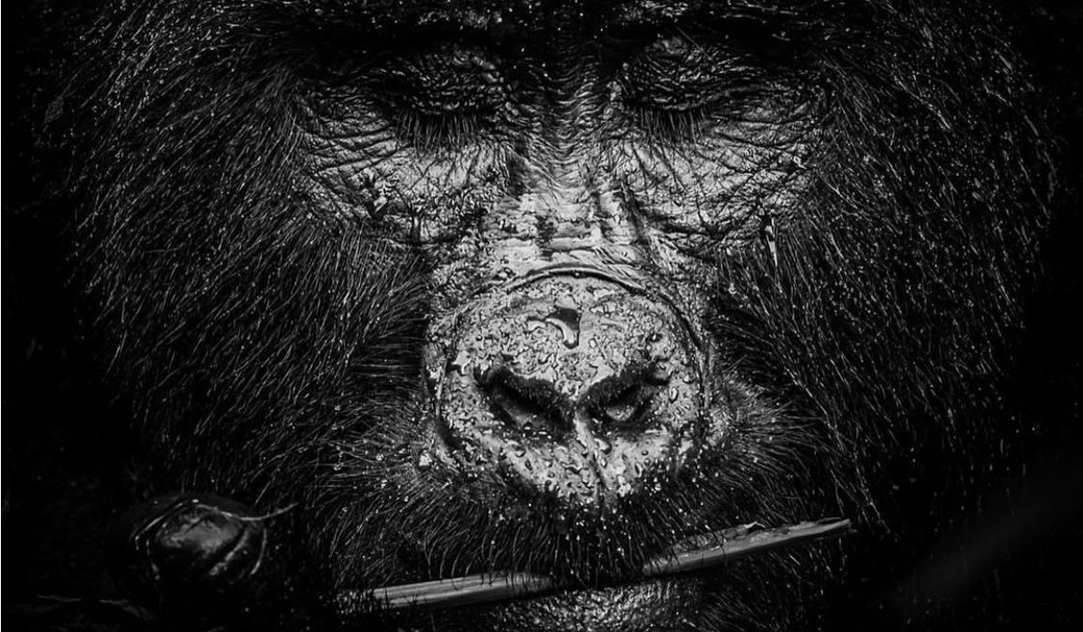 Gorilla