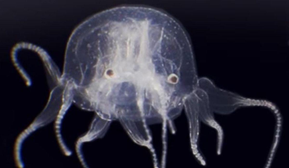 Jellyfish