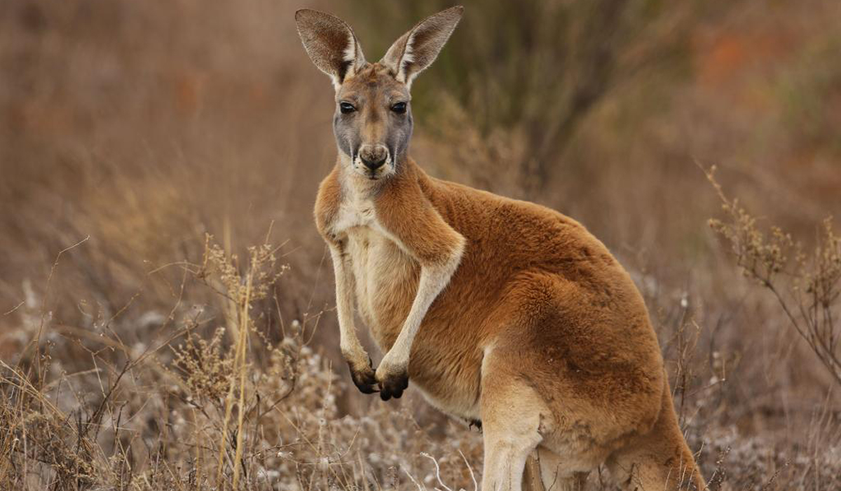 Kangaroo