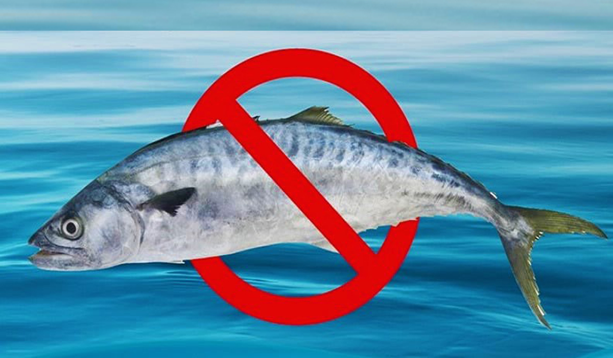 Kingfish
