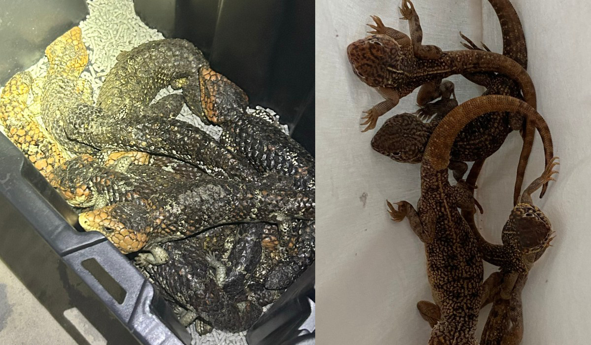 Lizards