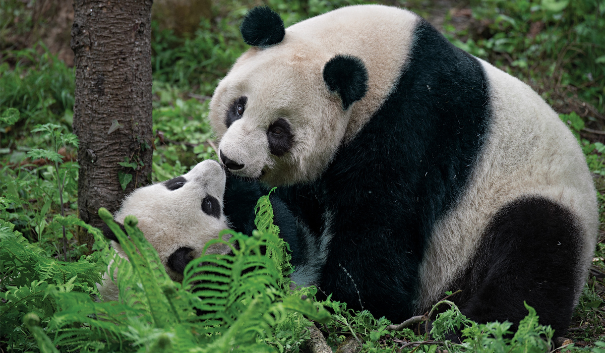 Pandas