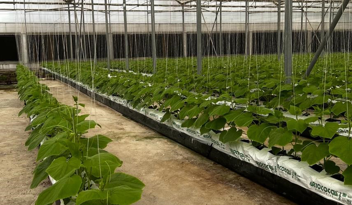 Plants