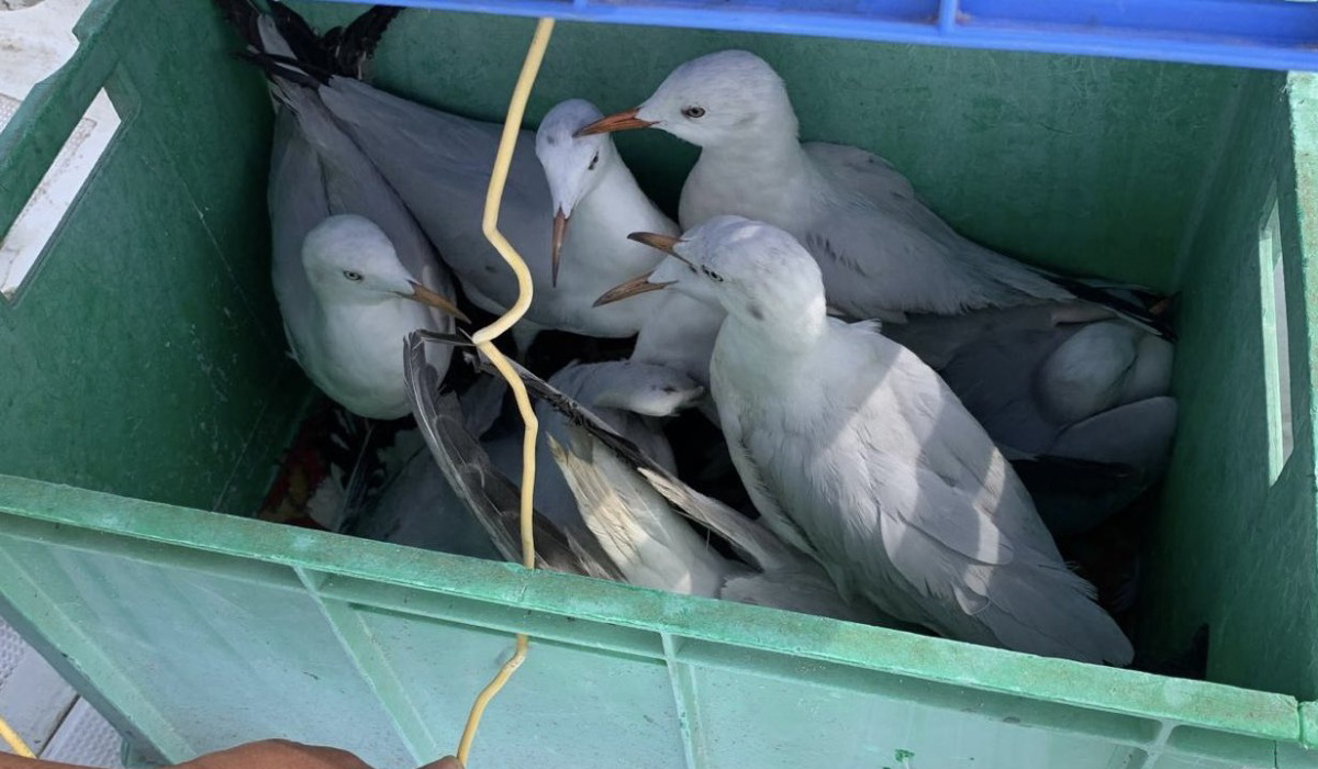 Seagulls