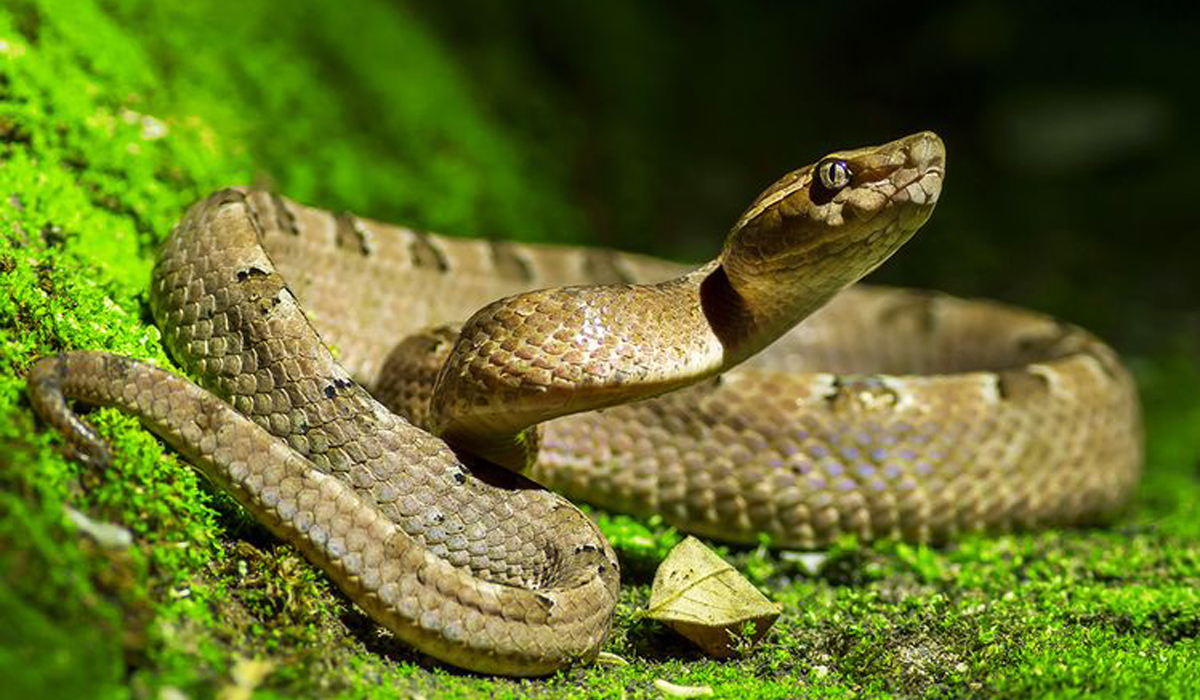 Snake