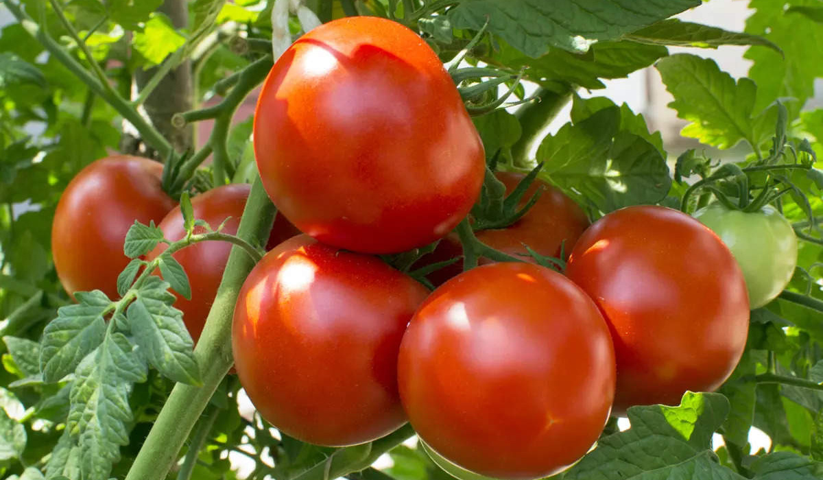 Tomatoes