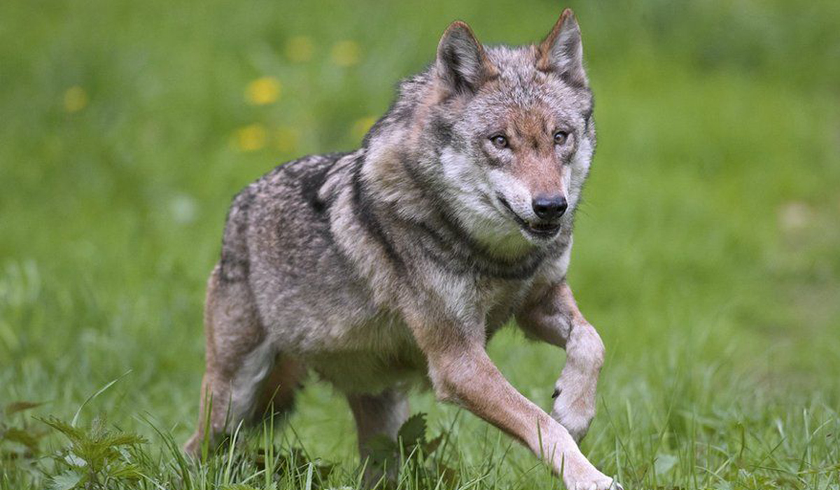 Wolve