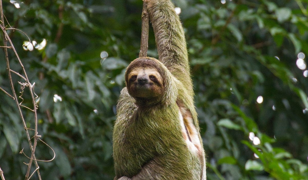Two Toed Sloth
