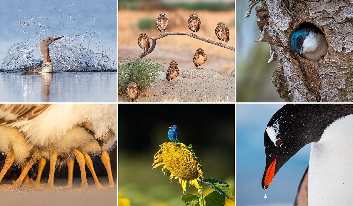5 tips for ethical wildlife photography