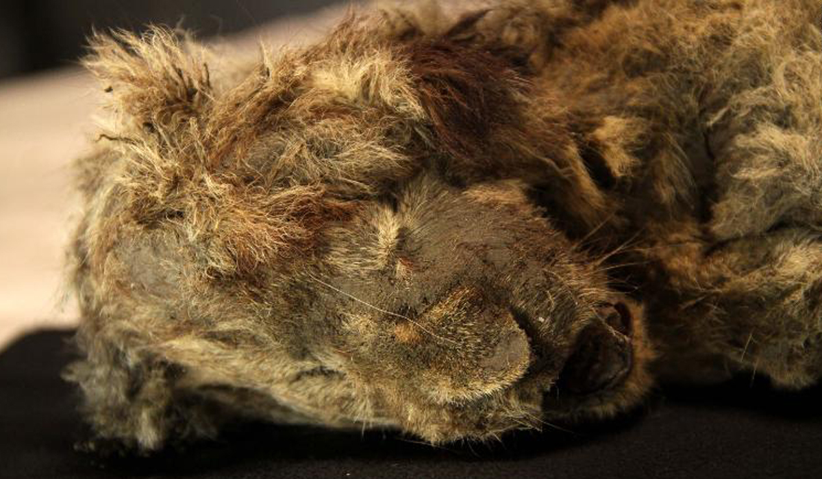 Frozen cave lion cub in Serbia