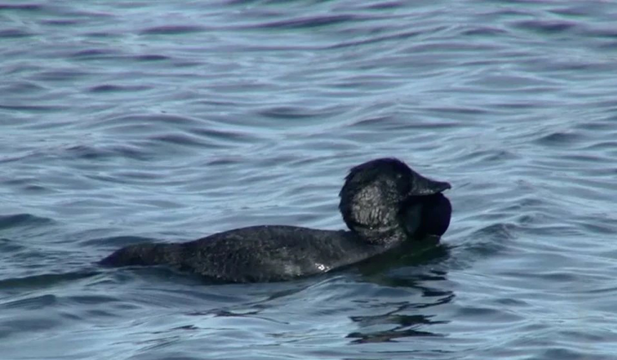 All jokes aside, scientists find talking duck