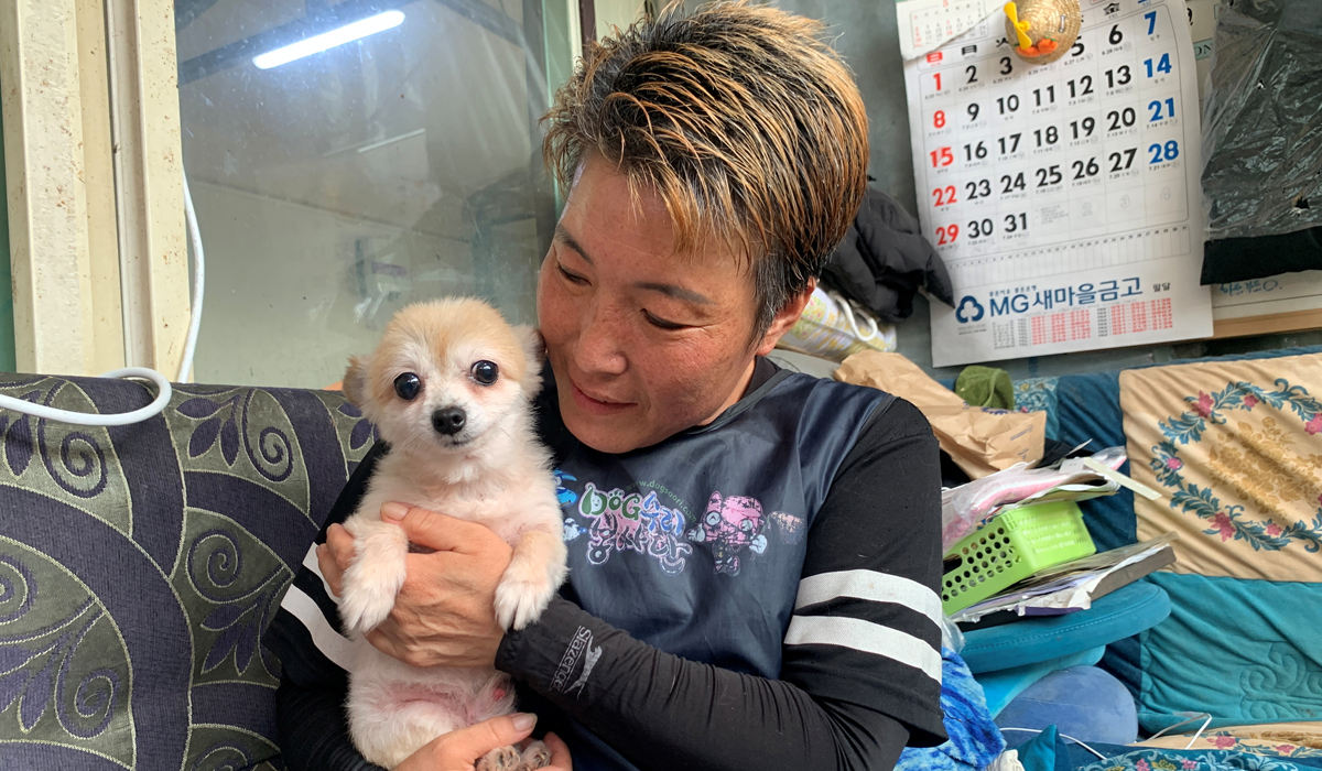S.Korea to grant legal status to animals to tackle abuse, abandonment