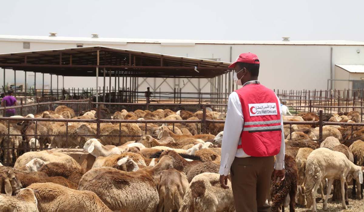 4,500 Needy Families in Sudan Benefit from QRCS Sacrifice Project