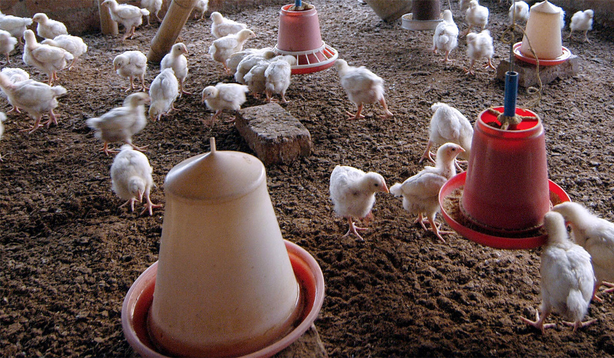 Boy Dies of Bird Flu in India’s First Case of Human Death
