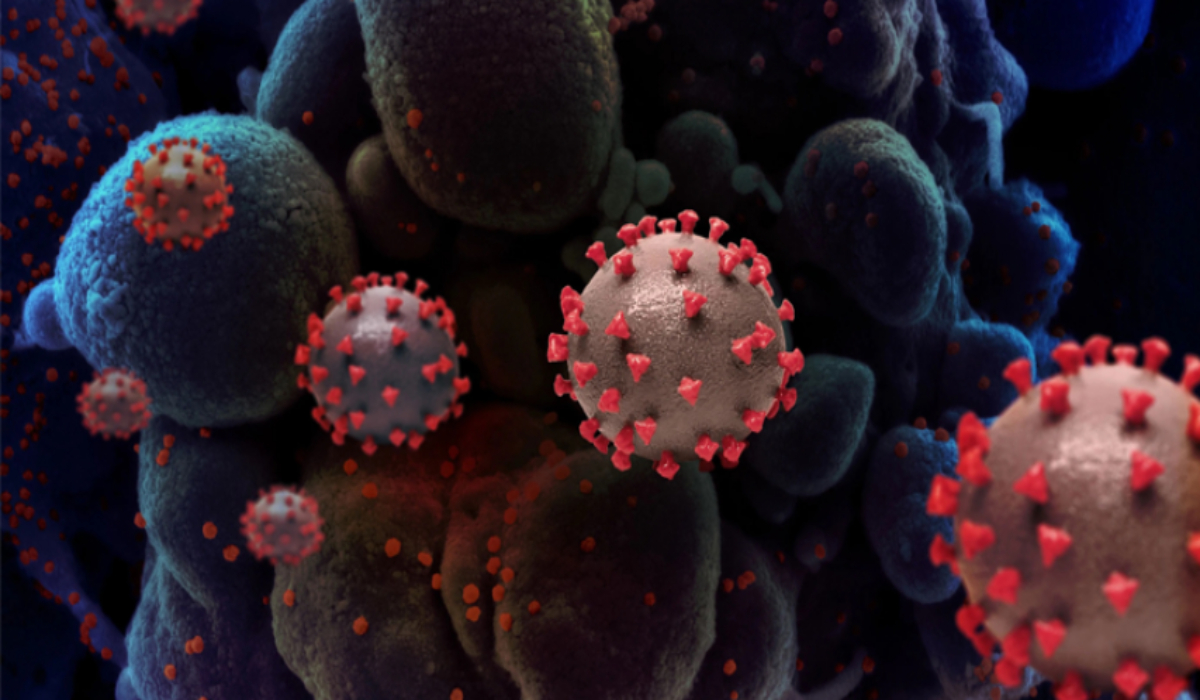 Dual-antibody drugs effective against COVID-19 variants in animal study