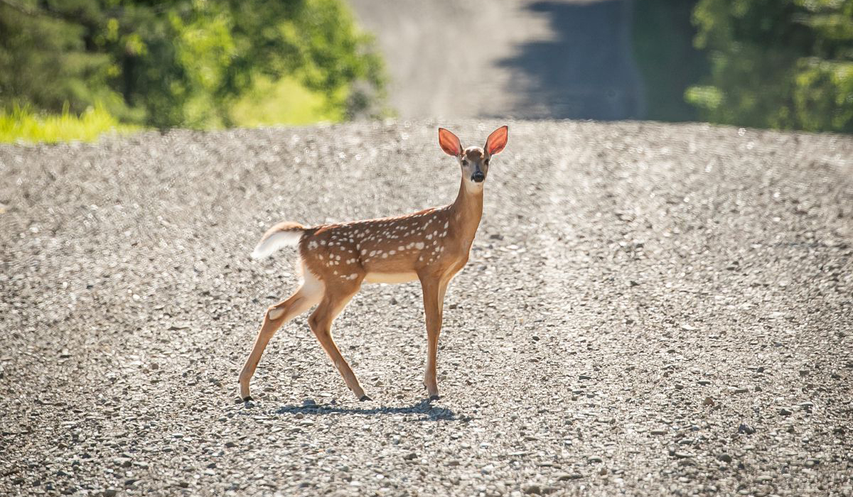 U.S. reports world's first deer with COVID-19