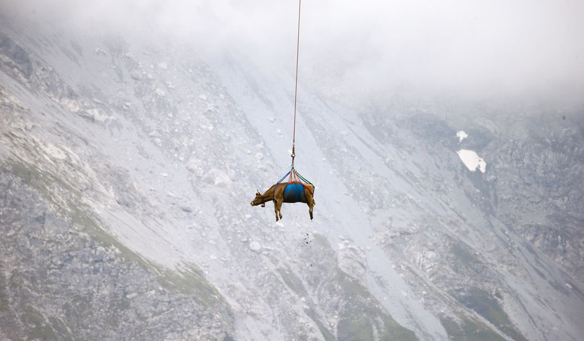 Injured Swiss cows get helicopter ride from Alpine pastures