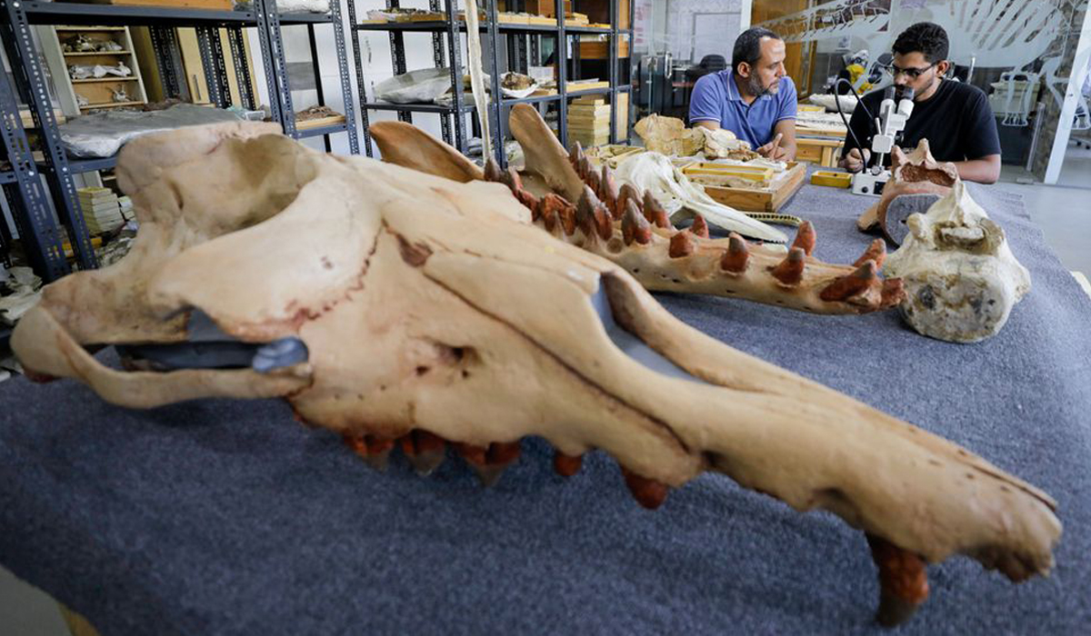 Researcher at El Mansoura university works on renovation 43 million-year-old fossils