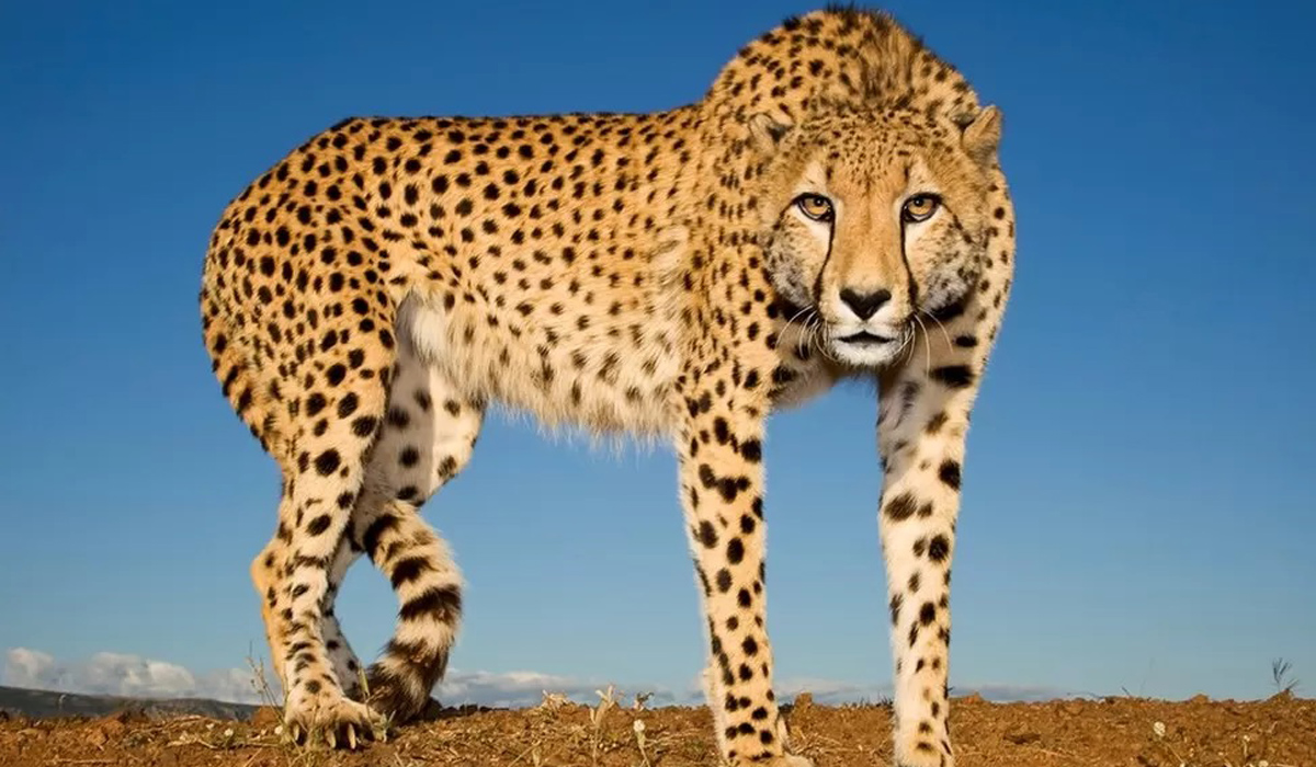 cheetah