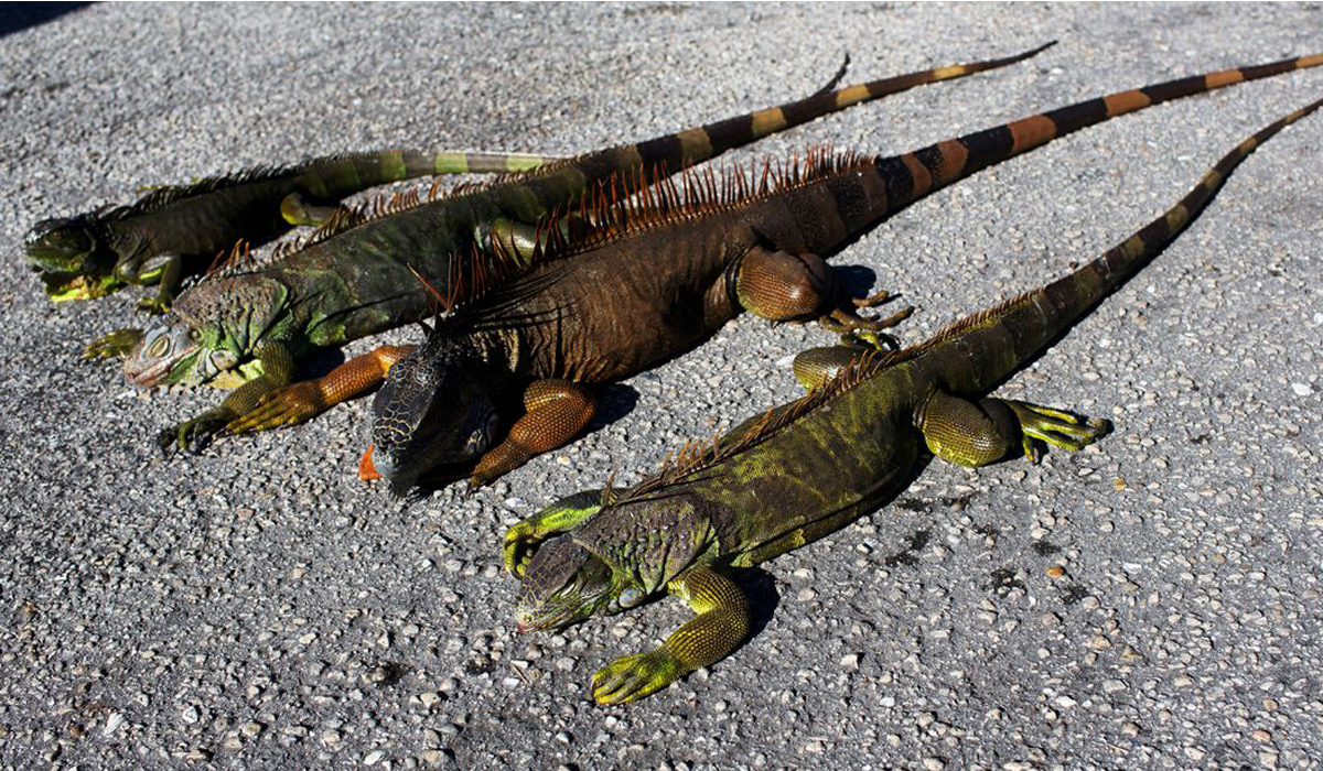 iguanas